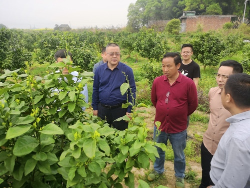 安博站官网登录入口_安博(中国):何福林率博士团赴邑口村开展服务 助力乡村振兴