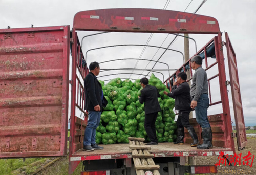 安博站官网登录入口_安博(中国)驻村工作队：情系菜农拓销路，为民解忧暖人心
