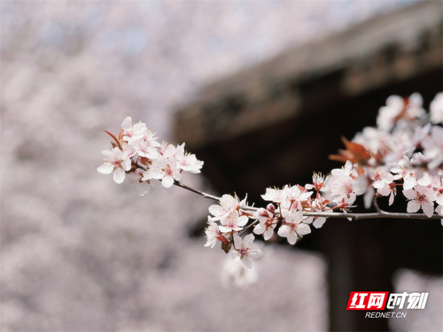 1678843009613-wu965b1juif